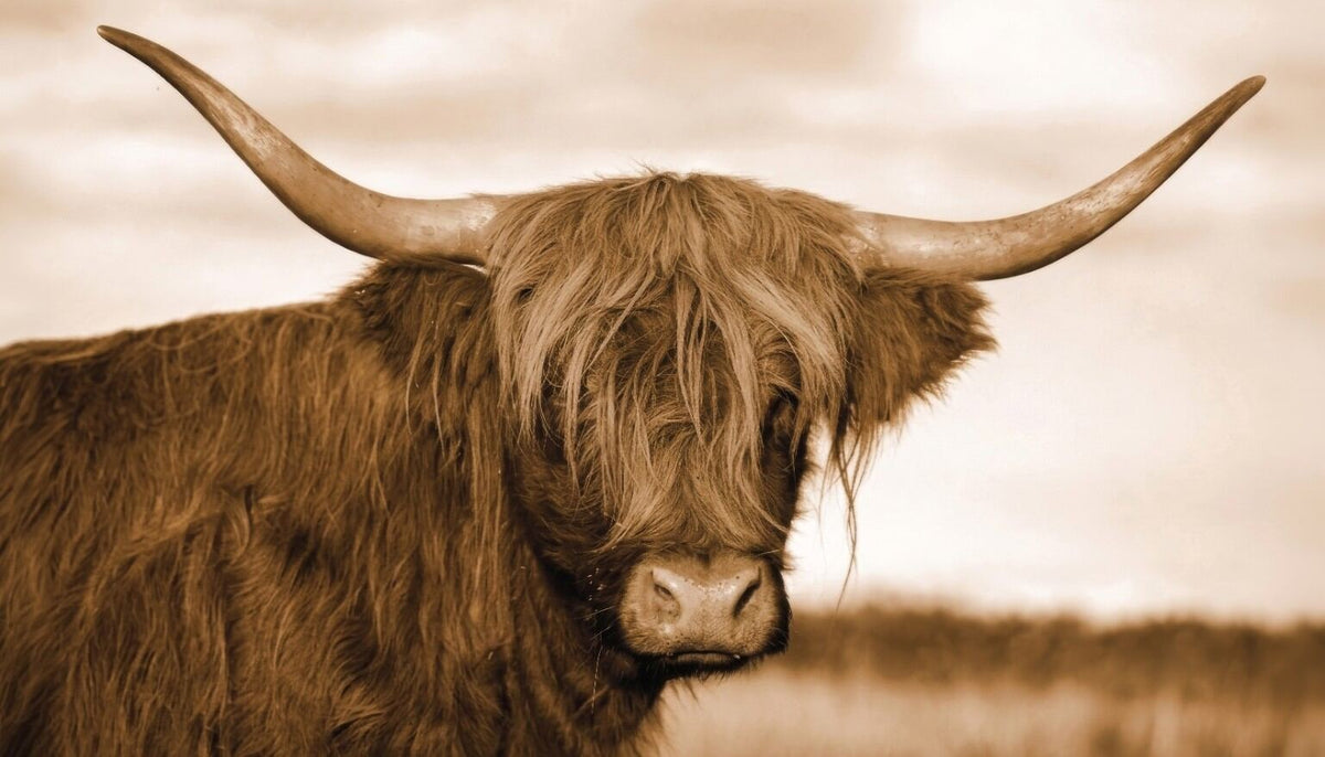 #2125L- Highland Spirit Cow
