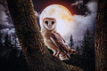 Moonlit Owl 20in x 28in