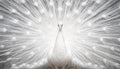 #2115L- Ivory Radiance White Peacock