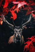 #1106L- Majestic Deer Forest