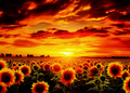 Golden Sunset Sunflower 20in x 28in