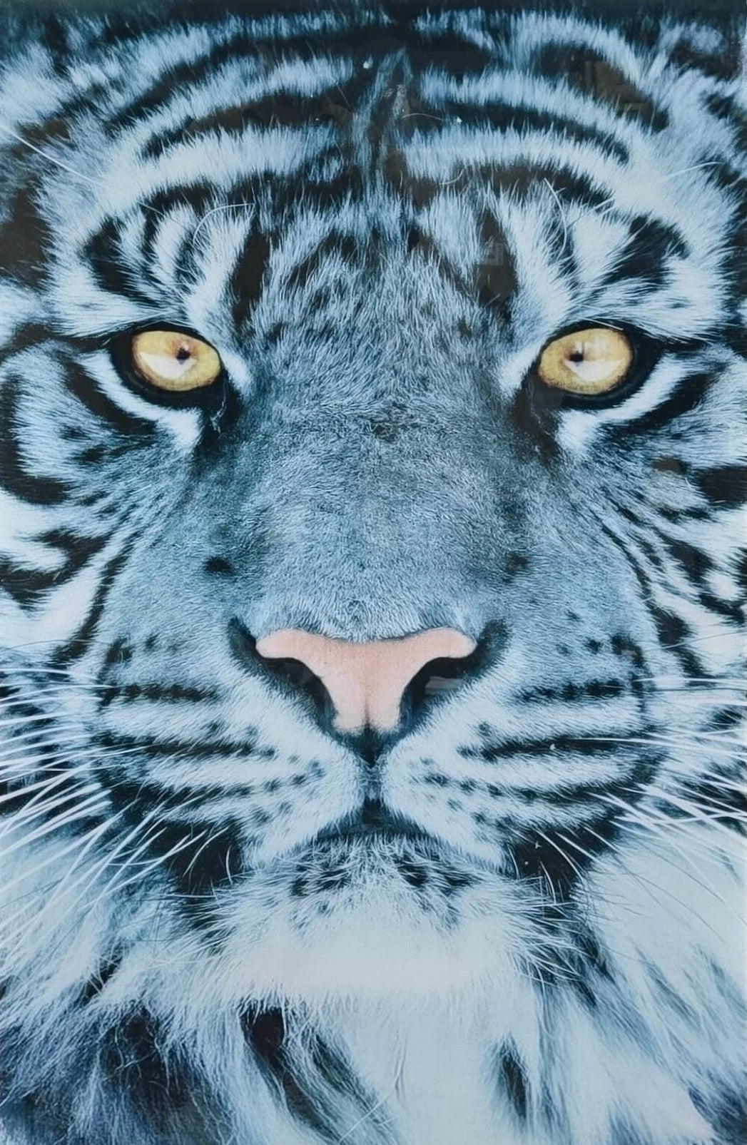 #1004L- White Tiger